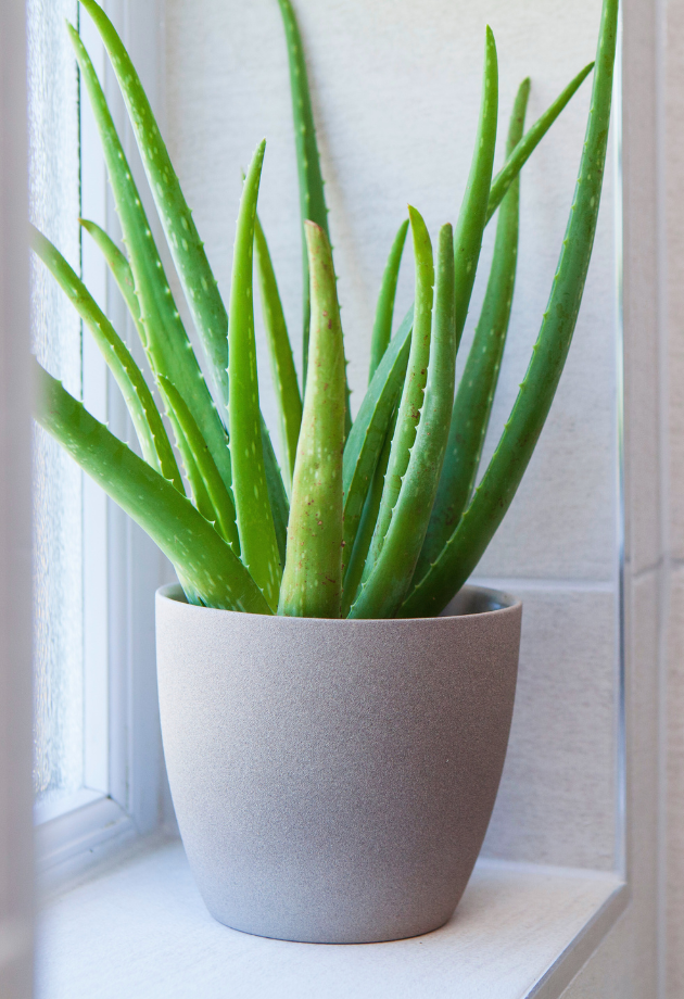 Aloe Vera (Aloe barbadensis miller) 